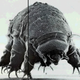 Illustration for article titled Real-Life Animals We Want To See As Gigantic Movie Monsters